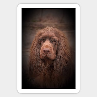 Portrait of a Sussex Spaniel Sticker